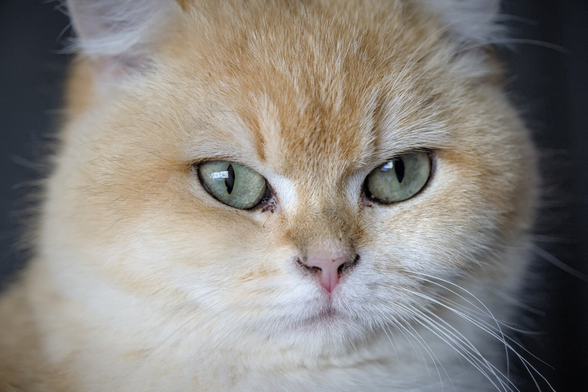 Closeup of cat looking at camera