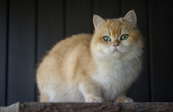Cat looking surprised.