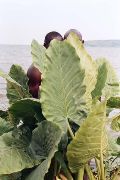 le crâne de deux hommes noirs au bord de la mer, cachés par les feuilles géantes des Alocasia
