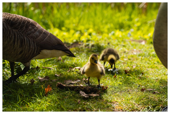 Gänseküken mit Eltern auf einer Wiese.