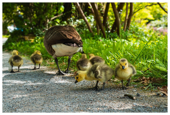 Gänseküken mit Eltern auf einer Wiese.