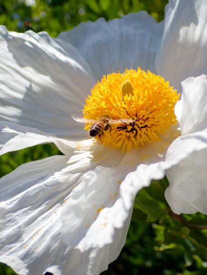 A bee hovering around a Matilija Poppy