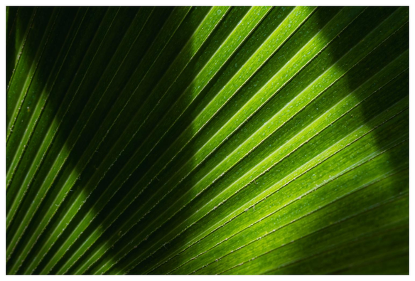 Detailaufnahme eines Palmwedels durch den (teilweise) Licht fällt.