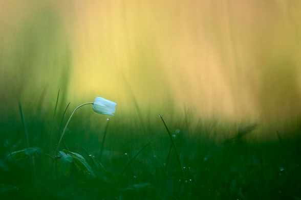 A delicate white bell‑shaped flower bends gently to the right on a slender stem, nestled among dark moody green grass and clover sprinkled with tiny sparkling dewdrops. The background gradates from deep shadowy greens at the bottom to soft glowing golden‑yellow at the top, forming a dreamy ethereal bokeh. Early morning sunlight highlights the delicate translucent quality of the flower’s petals. 