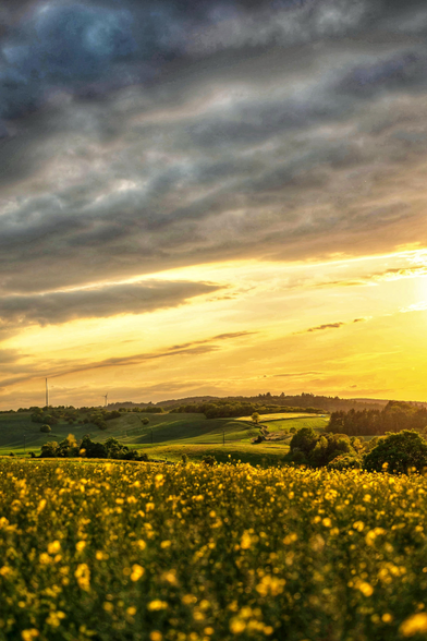 Das Bild zeigt eine weite, hügelige Landschaft zur Zeit des Sonnenuntergangs   unter einem dramatischen Himmel. Im Vordergrund erstreckt sich ein dichtes Feld mit unzähligen kleinen, leuchtend gelben Blüten, die durch eine geringe Schärfentiefe im untersten Bereich sanft verschwimmen und nach oben hin klarer werden. Dahinter steigen sanfte, grüne Hügel an, auf denen sich dunkle Waldstücke, einzelne Bäume und grüne Wiesen abwechseln. In der Ferne sind am Horizont die schmalen Silhouetten von Windkraftanlagen zu erkennen. Die Sonne steht tief am rechten Bildrand und taucht den Horizont in ein intensives, warmes Goldgelb, das die Wolkenschichten von unten anstrahlt. Der obere Teil des Himmels ist von schweren, dunkelgrauen und bläulichen Wolken bedeckt, durch die jedoch einzelne Lichtstrahlen brechen und so einen starken Kontrast zwischen der düsteren Atmosphäre oben und der strahlenden Helligkeit der Landschaft unten erzeugen.