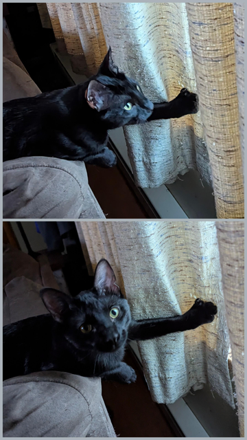A two photo collage of a black cat  sitting on the back of a couch holding the window curtain open with one law and staring out in one photo and staring at the camera in the next