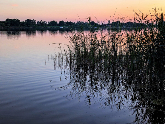 A tranquil lake at sunset, with calm water reflecting the soft pink and orange hues of the sky. Tall reeds and grasses frame the foreground, their silhouettes mirrored in the still surface. In the distance, a line of trees and shrubs forms a dark, serene horizon, completing the peaceful scene.
