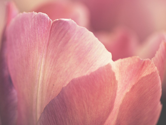 A macro photograph of a tulip in soft pink colours