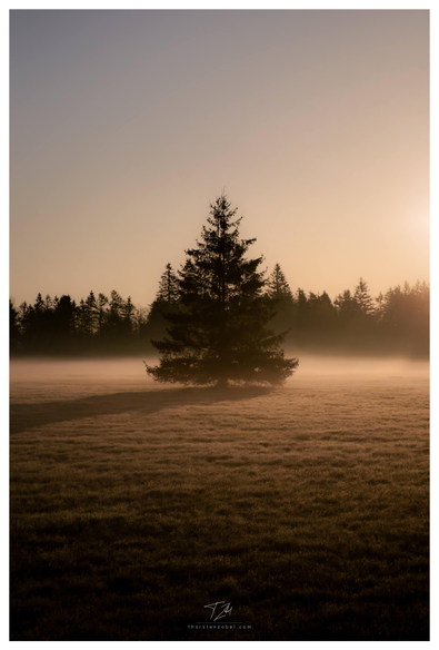 A solitary conifer standing on a mist-shrouded meadow casts a long shadow toward the viewer in the rising morning sun.