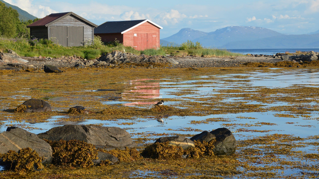 A photo of a small cove with one black and one red hut on the shore. The water is filled with seaweed. There are mountains in the distance.
