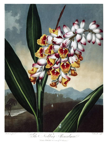 The stalk, leaves, and flowers of shell ginger (Alpinia zerumbet) are set against a vast landscape of river, woodland, and distant mountains. Shell ginger, formerly known as nodding renealmia, is a plant in the family Zingiberaceae native to eastern Asia.