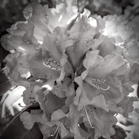 black and white photo of spring flowers in bloom. each flower has five large petals and 8 to 10 long pistils. the 6 flowers in from the center of the photo to the bottom are in focus, and all the other flowers in the background are blurred and out of focus