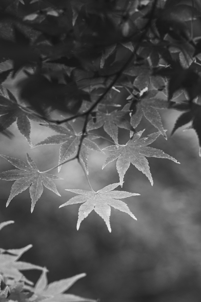 a monochrome photo of Japanese maple trea leaves. I took this photo in a garden in Nara