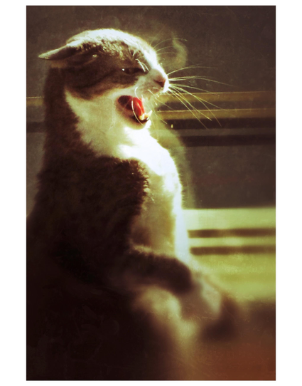My old gray and white tabby Sachi was the sweetest, most loving companion — but in moments of annoyance with his adopted sibling Max, sometimes the beast came out. Here he’s rearing up on his hind legs, ears laid flat, eyes narrowed, fangs bared in a snarl, forepaw ready to strike. Not seen in the photo is Max innocently sitting and looking at him, as if saying, “What did *I* do?”