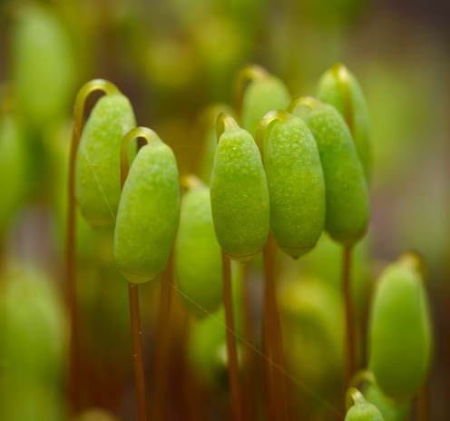A macro photo of a cluster of bright green moss sporophytes.