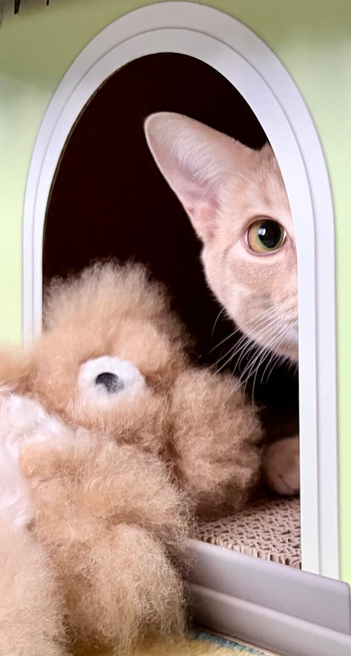 Kitten peeks out from a door in his cafe/lair mid-hunt. Llama bear doesn’t know what’s coming. Kitten and bear are both buff coloured and the cafe/lair is a cardboard playhouse in light green.