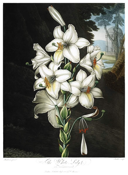 Aquatint portraying a white lily (Lilium candidum) set against a shaded backdrop that gives way to an open park landscape featuring a classical pavilion. The white lily is a plant in the family Liliaceae.