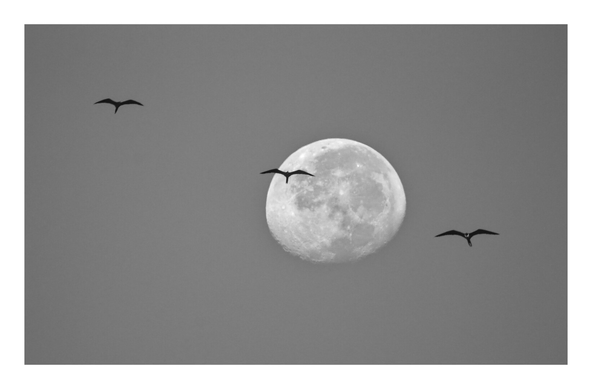 A monochrome image of a nearly full moon in a clear sky, with three birds flying in silhouette—one centered in front of the moon and two positioned to the left and right- almost in a diagonal line.