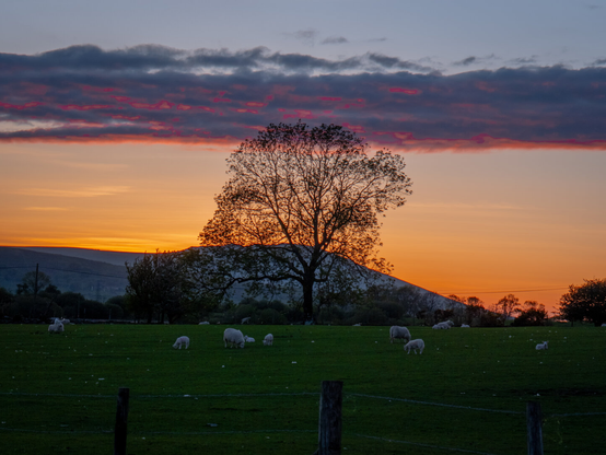 The silhouette of a large, bare tree in front of a vibrant orange and pink sunset sky, in the foreground is a lush, green rolling hill with grazing sheep.