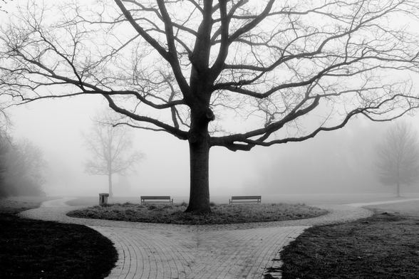A tree in a park. fog in the background