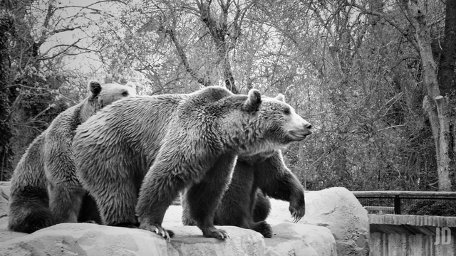 La imagen en blanco y negro muestra tres osos pardos de pie sobre una roca, en un entorno natural con árboles desnudos y ramas secas al fondo. Los osos parecen atentos, mirando hacia un mismo punto, transmitiendo una sensación de alerta o curiosidad.
