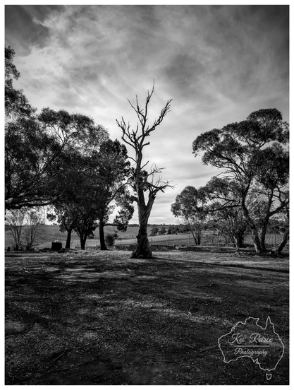 A high contrast black and white landscape photograph featuring a prominent dead tree in the centre. The tree is skeletal, with bare, jagged branches reaching toward a dramatic, cloud filled sky. It is flanked by several lush, dark gum trees that frame the scene. In the background, rolling hills and a structured vineyard are visible under the soft, diffused light of the overcast sky. The foreground consists of rough, textured earth with scattered shadows.