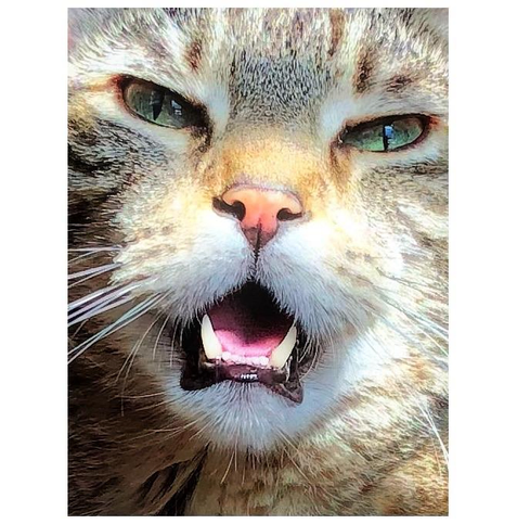 Closeup of the face of my striped gray tabby Max (dearly missed), with narrowed green eyes, cute widdle nose, handsome whiskers, and mouth open in a complaining meow, revealing his pink tongue and lower teeth, including two sharp white canines. Sunlight and shadows play over his fur.