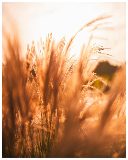 Fotos durch trockenes Graswerk hinein in die untergehende Sonne. Durch einen obszön kleinen Blendenwert ist nicht viel von der Szene im Fokus und somit scharf.