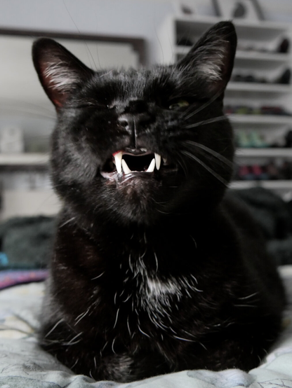 A close-up of a black cat with his mouth open, showing sharp white teeth and a funny, expressive face.