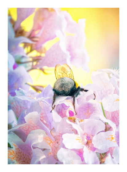 The photo is a close-up photograph of a bumblebee resting on a cluster of delicate, light purple and pink flowers (a beauty bush). The bee is positioned in the centre of the frame, facing away from the viewer. Its fuzzy, dark body and fluffy butt and its translucent wings clearly visible. Its legs are splayed out, gripping the petals of the flowers.
The whole scene is bright and pastel and is supposed to be very dream-like.