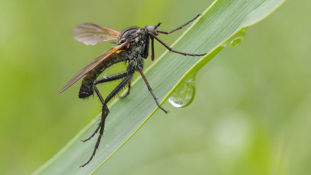 Empis tessellata