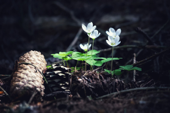 A close-up of common wood sorrel growing in a shaded forest floor. The delicate white flowers rise above clusters of bright green, clover-like leaves. Nearby, a pine cone lies among twigs and leaf litter, adding texture to the dimly lit, natural woodland scene.