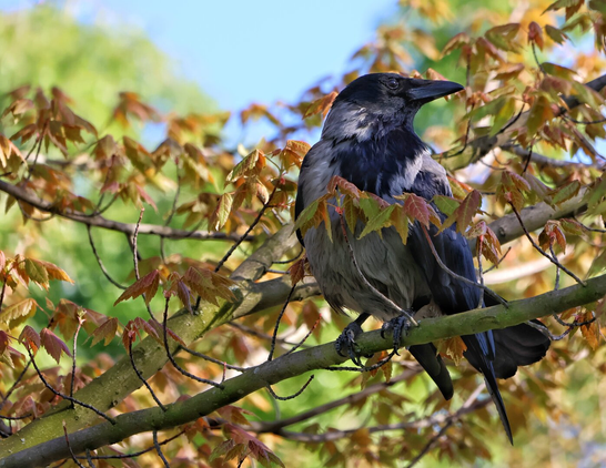 A hooded crow perched on a tree branch, surrounded by vibrant spring foliage in shades of fresh green and hints of orange. The bird’s glossy black plumage contrasts with its grey body, and its sharp beak and intelligent expression stand out against the blurred, sunlit background.