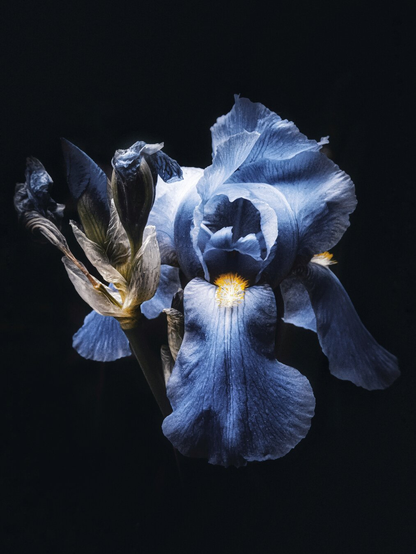 This is a photograph of a delicate blue iris flower that was found in the park woods. It is in the centre of the frame and is surrounded by a dark background to help make it pop. The flower has intricate intricate details on its petals and stamen, with some buds partially visible. On the left hand side there is another Iris stem which has three closed buds on the end of it.