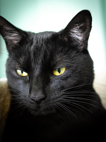Close-up of a sleek black cat with pointed ears, long white whiskers, and intense amber eyes intently ignoring the camera.