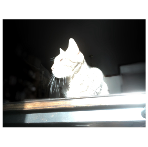 An overexposed photo of my striped tabby Max (dearly missed) sitting on a coffee table brightly lit by sunlight. Max appears almost blindingly white as he and the table glow. The background is blurred and in shadow.