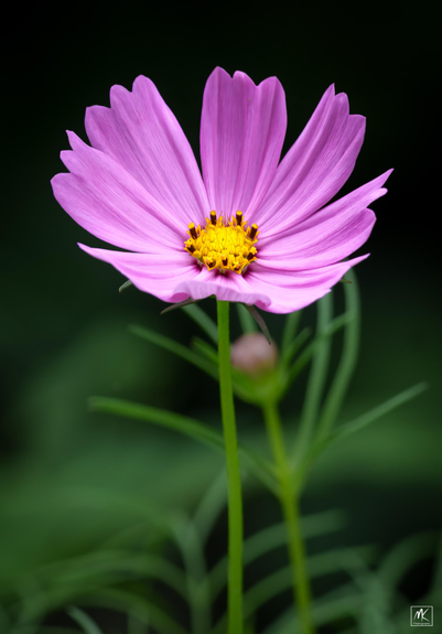 Color photo of a purplish-pink cosmos flower with a bright yellow center.