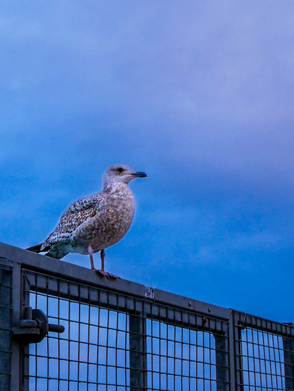 A mottled brown and gray juvenile seagull perched on a metal mesh fence against a blue and purple evening sky.