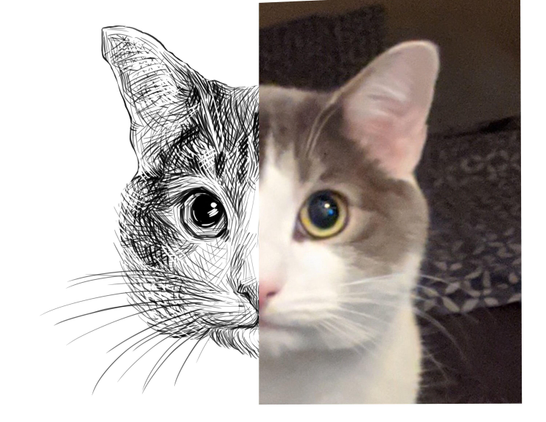Black and white drawing of a cat named Max, with the right half of the image being the reference.