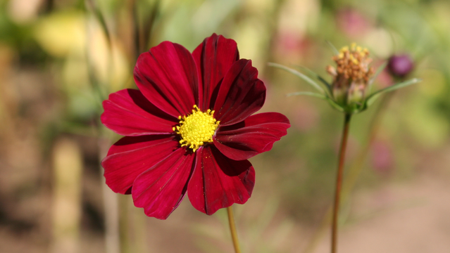 Deep red cosmos bloom.