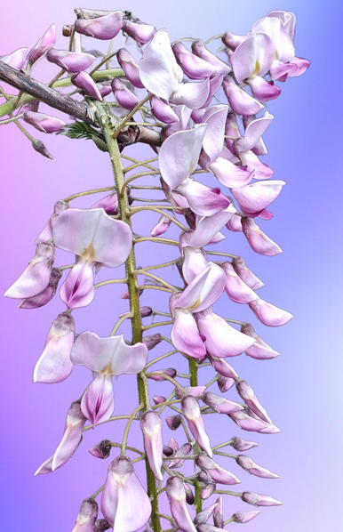 Close-up of a blooming wisteria vine with cascading clusters of pale pink and white pea-shaped flowers against a soft purple and blue gradient background.