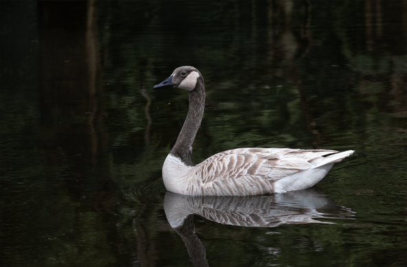 depigmented Canada goose
