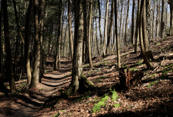 This is a landscape photo taken in the spring along a hillside hiking trail in an urban forest area.  The trail is on the left side of the photo leading from the foreground into the distance. It was a sunny day so shadows can be seen on the ground. To the side of the trail, most of the ground is covered with fallen leaves from last autumn. A few pops of green can be seen on the ground as some ferns have started to grow. Many trees can be seen across the frame on the photo.