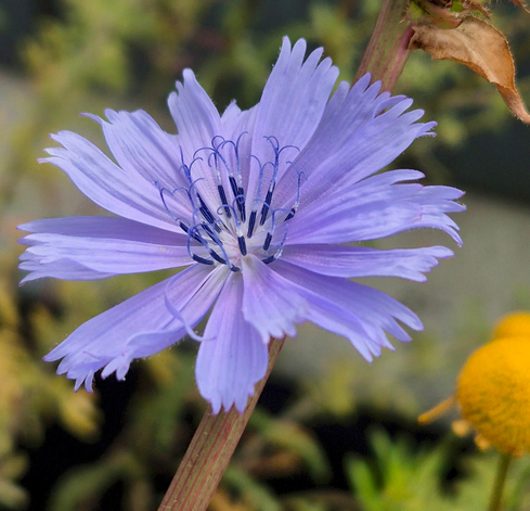 Eine Gemeine Wegwarte (Cichorium intybus), auch bekannt als Zichorie. Aus ihren Wurzeln kann ein gesunder, koffeinfreier Kaffee-Ersatz hergestellt werden (den ich allerdings noch nicht probiert habe).