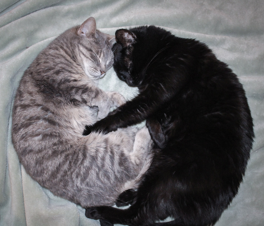 Overhead view of two cats, one black and one grey tabby, nestled together in a "pillowing" pose. Their bodies are curved toward each other, heads touching, creating a symmetrical silhouette.