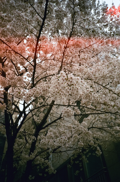 주택가에 하얀 벚꽃이 만개했다. 필름의 붉은 빛샘이 사진 상단에 가로로 나 있는데 이것이 마치 벚꽃을 분홍색처럼 보이게 한다.