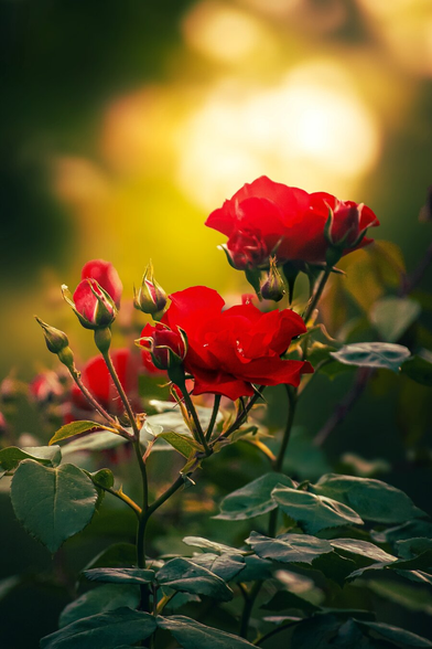 A photograph of vibrant red rose flowers with green leaves. This was taken in the evening and has soft sunlight. There are three fully bloomed roses (more or less visible) and two rosebuds. The background blurred in golden and green tones, creating a bokeh effect.