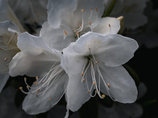 White Azalea flowers in full bloom. The image focuses on the intricate details of the white petals and the thin, graceful filaments topped with golden-brown anthers.