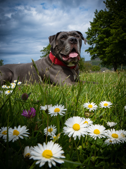 A large Cane Corso dog with his tongue out lays peacefully in the grass enjoying a sunny but overcast day. In the foreground is a patch of daisies and a single purple wildflower.