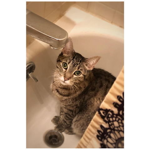 Photo looking down at my striped gray tabby Max (dearly missed) sitting in a bathtub under the faucet and looking expectantly up at the camera. In the foreground at lower right is a bit of shower curtain with a pattern resembling embroidery over beige streaks.

I shared this photo a long while back, but was always bothered by a moldy drain stopper that sat at the corner of the tub. I made some effort to remove it this time, using double exposure and masking in Snapseed — hopefully a passable result.